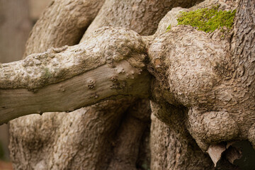 Structure of tree bark, tree bark and moss, wood pattern, tree pattern, grooved structure, brown grooves, branched bark, brown background