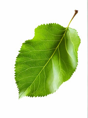 Fototapeta premium green leaf isolated on white background