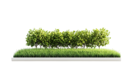 green grass isolated on white background