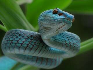 Potrait blue viper snake on branch, viper snake, blue insularis, trimeresurus insularis, 16 December 2024 Indonesia