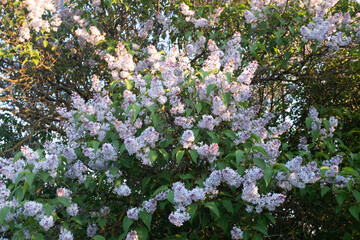 Fresh lilac flowers in the spring garden at the sunny day. Background from bush lilac with green leaves. Blooming lilac bush for publication, screensaver, poster, calendar, banner, cover
