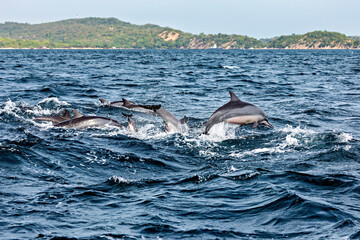 Dolphins at a whale watching tour in Trincomalee Sri Lanka