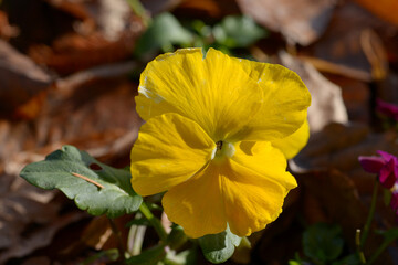 黄色いパンジー