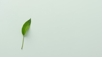 Single Fresh Green Leaf on Light Gray Background