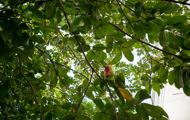 A ripe red guava fruit (Psidium guajava L) on tree eaten by birds selected focus