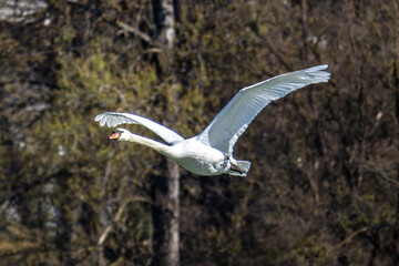 Mute swan, Cygnus olor flying over a lake in the English Garden in Munich, Germany