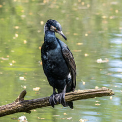 The great cormorant, Phalacrocorax carbo sitting on a branch