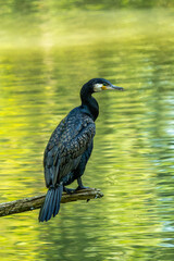 The great cormorant, Phalacrocorax carbo sitting on a branch
