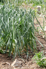 Growing green garlic in garden beds close-up