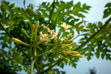 Papaya (Carica papaya L) flowers and buds on its tree