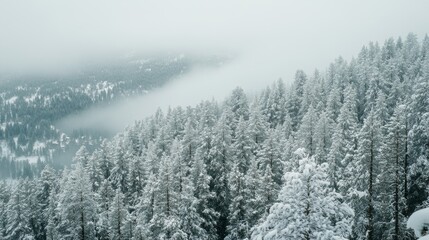 Tranquil winter wonderland: snow-covered pine forest amidst misty mountain landscape