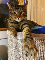 Chat tigré