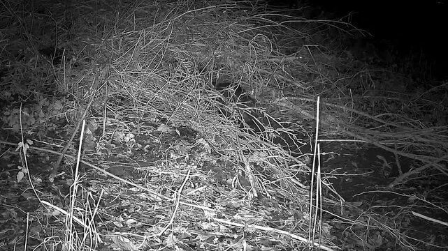 Europ&auml;ischer&nbsp;Biber&nbsp;(Castor fiber)