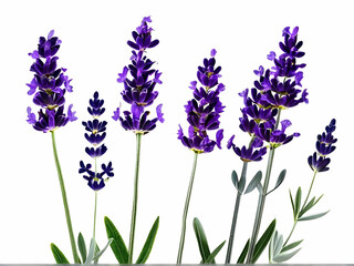 Obraz premium lavender flowers isolated on white