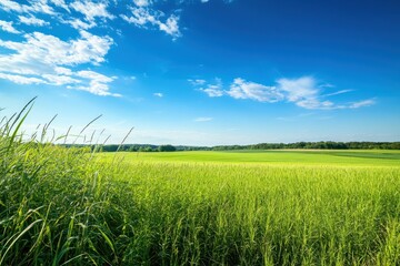 Obraz premium A Lush Green Field Under a Blue Sky with White Clouds