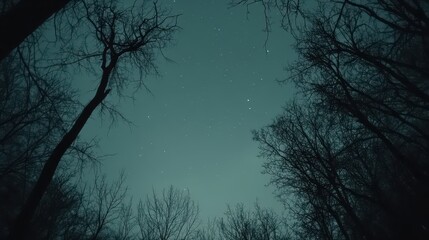 Bare tree branches silhouetted against a dimly lit starry night sky, evoking mystery and stillness.