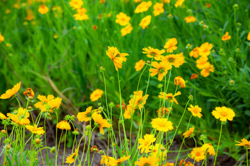 Obraz premium The beautiful yellow golden chicken chrysanthemum garden has a blurred background, which can be used as a green and environmentally friendly background material