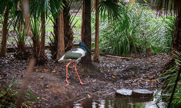black-necked sork