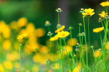 Fototapeta premium The beautiful yellow golden chicken chrysanthemum garden has a blurred background, which can be used as a green and environmentally friendly background material