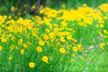Obraz premium The beautiful yellow golden chicken chrysanthemum garden has a blurred background, which can be used as a green and environmentally friendly background material