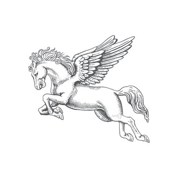 Hand drawn flying pegasus horse with feather wings