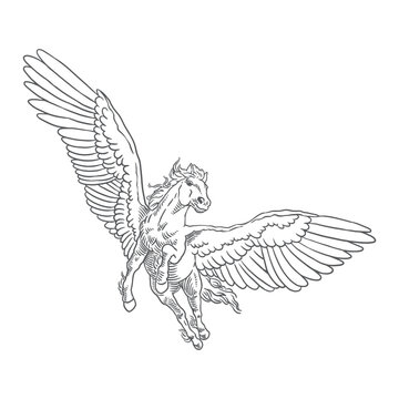 Hand drawn flying pegasus horse with feather wings