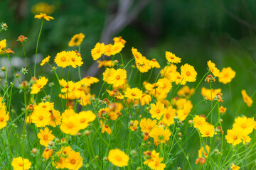 Obraz premium The beautiful yellow golden chicken chrysanthemum garden has a blurred background, which can be used as a green and environmentally friendly background material