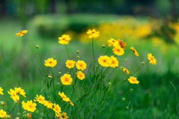 Obraz premium The beautiful yellow golden chicken chrysanthemum garden has a blurred background, which can be used as a green and environmentally friendly background material