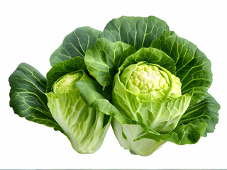 Fototapeta premium cabbage isolated on white background