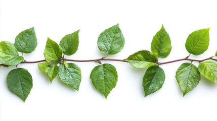 Obraz premium Green Leaves on Branch Isolated on White Background for Design and Nature