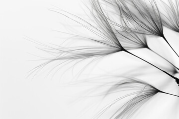 Abstract background screensaver closeup of dandelion flower and its seeds