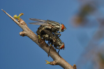 A fly on another fly perched on a branch