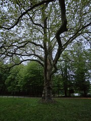 Obraz premium samotne rozłożyste drzewo magiczny spokój