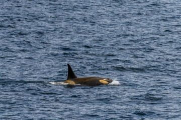 Close-up of a killer whale, Orcinus orca, swimming in the waters of the Antarctic peninsula, near...
