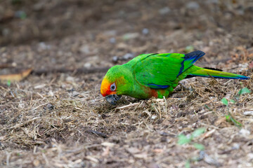 Red-fronted conure (Aratinga auricapillus) foraging on the ground, showcasing vibrant green plumage...