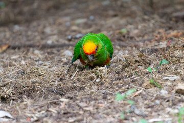 Red-fronted conure (Aratinga auricapillus) feeding on the ground, featuring bright green plumage and a yellow-orange head. Ideal for tropical bird studies and biodiversity themes.