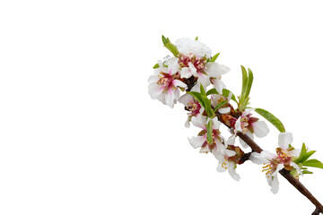 Ein blühende Mandelbaumzweig mit Schnee auf den Blüten. Frostgefahr für die frühblühende Pflanzen im Frühling. Transparente Hintergrund.