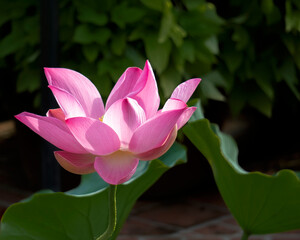 Fototapeta premium Blooming pink water lily.
