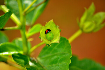 The cute lady Bug inside 
