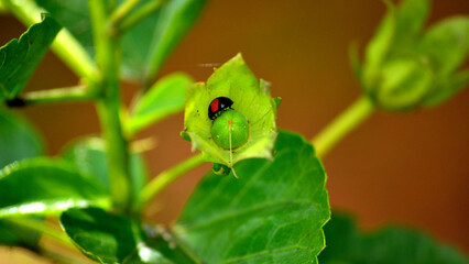 The ladybug spotted with green leaves