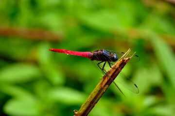 Fly Spotted on the tip of the leaf