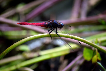 Fly Spotted on the stem 