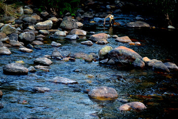 stream in the forest