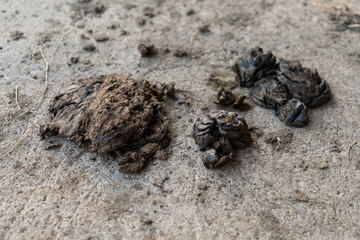 Cow dung that cows walk past and defecate on the concrete floor.