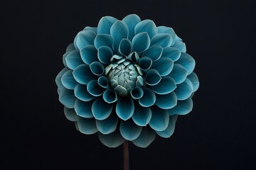 Isolated Dahlia flower close
