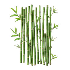 Fototapeta premium Collection of PNG. Bamboo green sticks with leaves, isolated on a transparency background.