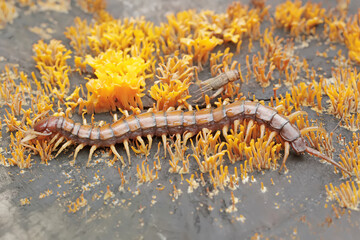 A centipede hunting small insects in between colonies of yellow staghorn mushrooms that thrive on rotten wood during the rainy season. This multi-legged animal has the scientific name Scolopendra mors © I Wayan Sumatika