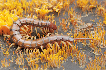 A centipede hunting small insects in between colonies of yellow staghorn mushrooms that thrive on rotten wood during the rainy season. This multi-legged animal has the scientific name Scolopendra mors © I Wayan Sumatika