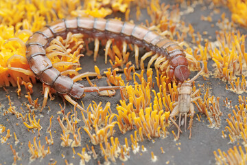 A centipede hunting small insects in between colonies of yellow staghorn mushrooms that thrive on rotten wood during the rainy season. This multi-legged animal has the scientific name Scolopendra mors © I Wayan Sumatika
