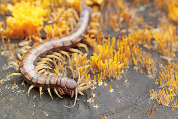 A centipede hunting small insects in between colonies of yellow staghorn mushrooms that thrive on rotten wood during the rainy season. This multi-legged animal has the scientific name Scolopendra mors © I Wayan Sumatika